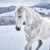 Kinderzimmer | Nanu-Nana Poster White Horse In Snow, Nr. 169